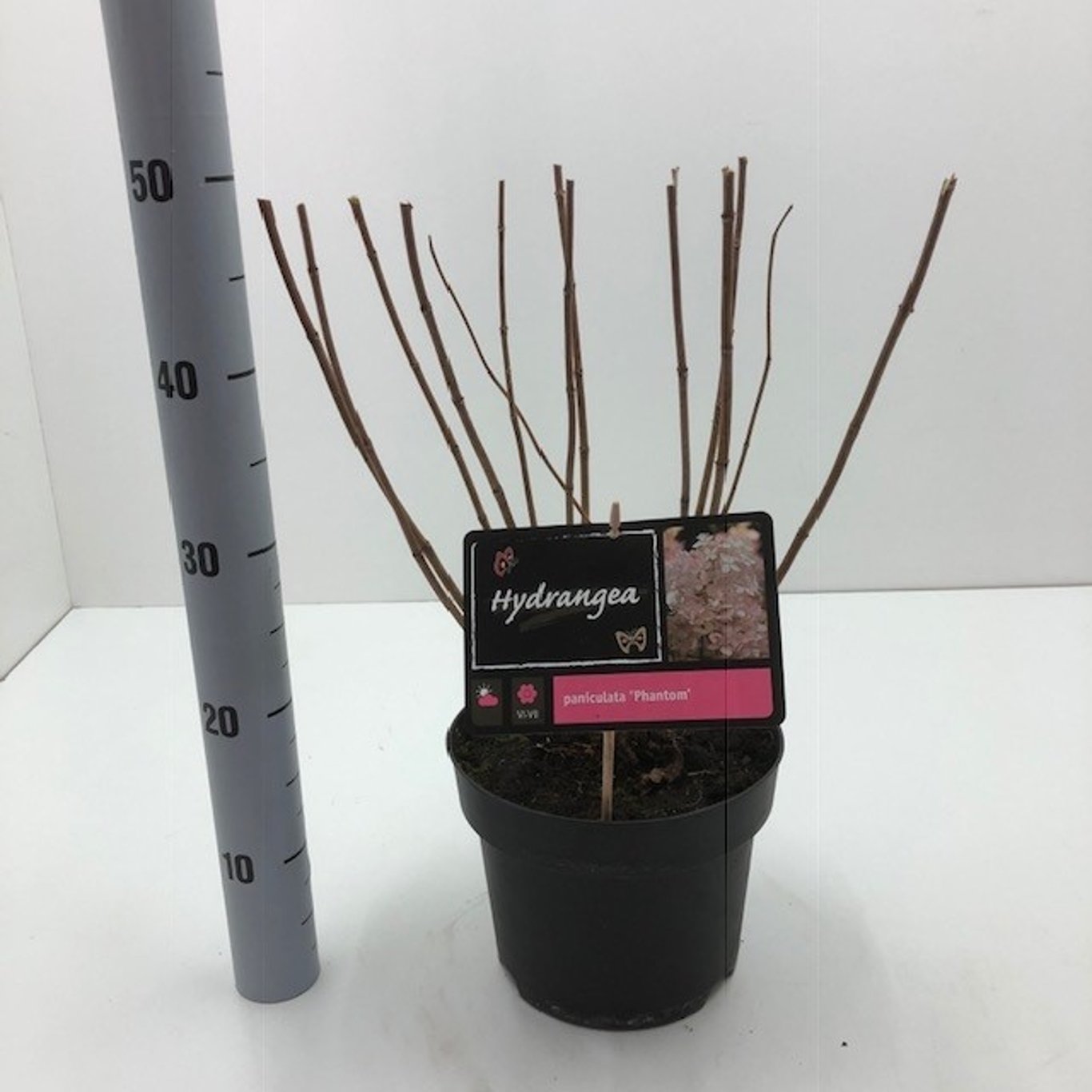 Hydrangea pan. 'Phantom' - C5